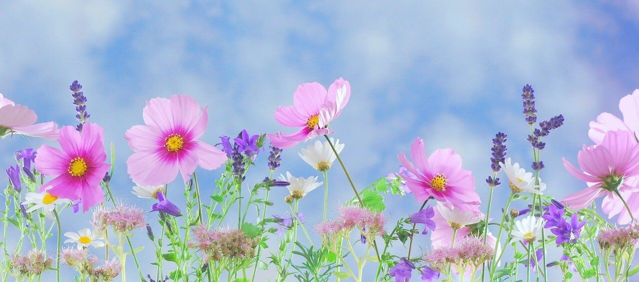 wild-flowers-571940_1280