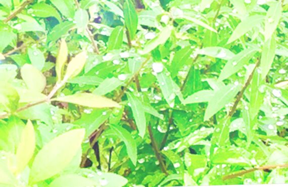 才能発見☆わくわくワーク3/7ファミリーカウンセリングサービス東銀座